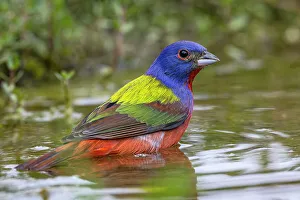 Migrating Prints: Painted bunting bathing, Rio Grande Valley, Texas