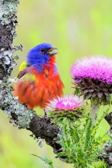 Territory Prints: Painted bunting excited male in breeding season
