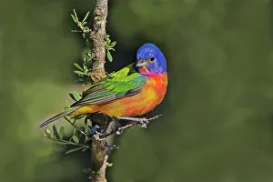 Shrub Prints: Painted bunting foraging in brush country near the Rio Grande, Texas