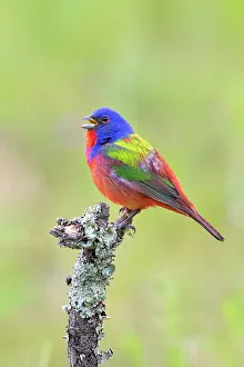 Songbird Prints: Painted bunting male singing