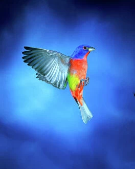 Images Dated 13th December 2005: Painted Bunting ( male stopping ), Imokalee, Florida, bpfriel a 2003