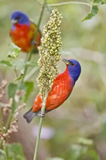 Images Dated 18th April 2008: Painted Bunting (Passerian ciris) male feeding on milo seeds at South Padre Island