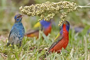 Images Dated 18th April 2008: Painted Bunting (Passerian ciris) male feeding with indigo buntings on milo seeds