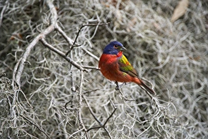 Painted bunting (Passerina ciris), Little St Simons Island, Barrier Islands, Georgia