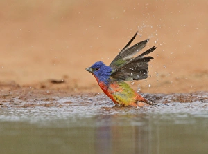 Painted Bunting (Passerina ciris), adult male bathing, Rio Grande Valley, South Texas