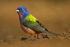 Images Dated 13th May 2010: Painted Bunting (Passerina ciris) adult male at a south Texas pond