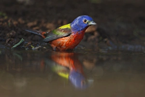 Images Dated 26th April 2010: Painted Bunting (Passerina ciris) adult male at a south Texas pond