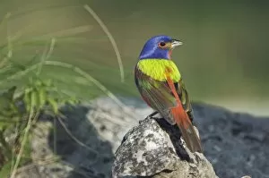 Images Dated 23rd April 2006: Painted Bunting, Passerina ciris, male, Uvalde County, Hill Country, Texas, USA
