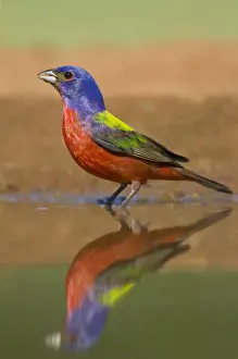 Images Dated 29th May 2012: Painted Bunting (Passerina ciris) male bathing and drinking