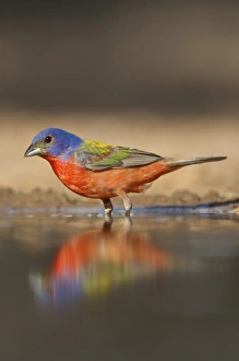 Bathing Prints: Painted Bunting (Passerina ciris) male bathing and drinking