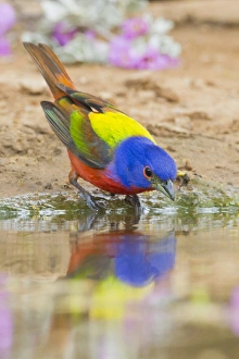 Images Dated 19th May 2011: Painted Bunting (Passerina ciris) male bathing and drinking
