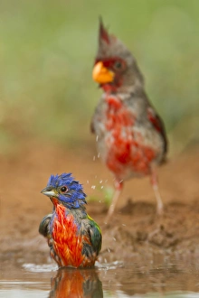 Images Dated 30th May 2012: Painted Bunting (Passerina ciris) male bathing and drinking