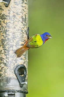 Painted Bunting (Passerina ciris) male eating seeds at feeder