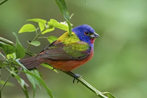 Cameron County Prints: Painted bunting (Passerina ciris) male foraging