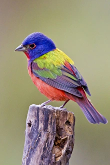 Shade Prints: Painted Bunting (Passerina ciris) male perched
