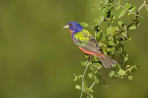 Images Dated 14th July 2015: Painted Bunting (Passerina ciris) male perched in bush