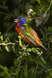 Images Dated 30th May 2012: Painted Bunting (Passerina ciris) male singing on breeding territory