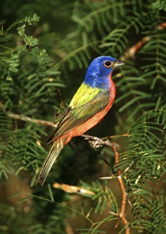 Painted Bunting (Passerina ciris) male Starr Co. TX