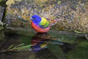 Animal Prints: Painted Bunting (Passerina ciris) in spring