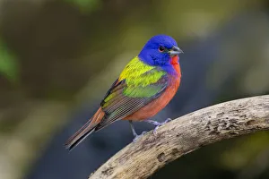 Images Dated 26th June 2021: Painted Bunting (Passerina ciris) in spring