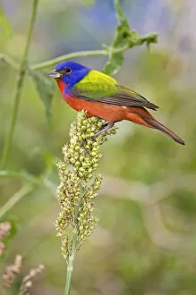 Images Dated 18th April 2008: Painted Bunting (Passerina citria) adult male in breeding plumage, spring migration