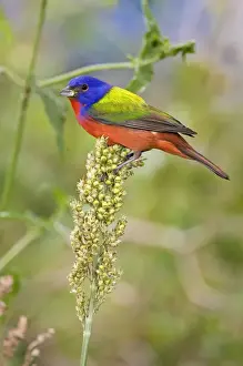 Plumage Prints: Painted Bunting (Passerina citria) adult male in breeding plumage, spring migration