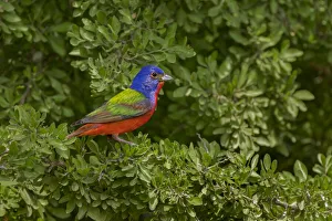 Painted bunting. Rio Grande Valley, Texas