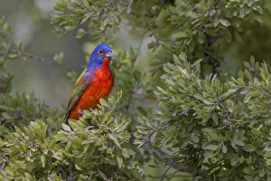 Rio Grande Valley Prints: Painted bunting. Rio Grande Valley, Texas