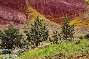 Painted Hill Prints: Painted Hills and golden bee plants