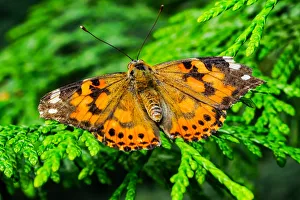 Seattle Prints: Painted lady butterfly, Seattle, Washington State