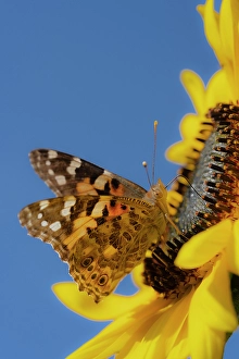 Sunflower Prints: Painted lady butterfly on a sunflower. New Mexico