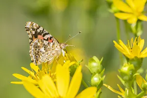 Animal Prints: Painted Lady (Vanessa cardui) on Cup Plant (Silphium perfoliatum) Marion County, Illinois