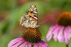 Prints of Painted Lady (Vanessa cardui) on Purple Coneflower (Echinacea purpurea), Marion County, Illinois Images Dated 2020 May: Painted Lady (Vanessa cardui) on Purple Coneflower (Echinacea purpurea), Marion County