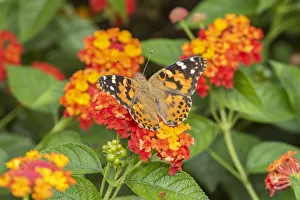 Animal Prints: Painted Lady (Vanessa cardui) on Red Spread Lantana (Lantana camara) Marion County