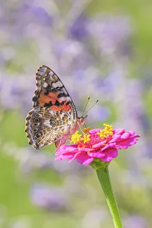 Painted Lady Prints: Painted Lady on zinnia, Marion County, Illinois. (Editorial Use Only)