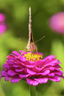 Painted Lady Prints: Painted Lady on zinnia, Marion County, Illinois. (Editorial Use Only)