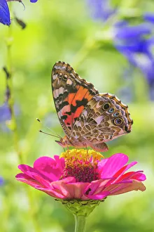 Painted Lady Prints: Painted Lady on zinnia, Marion County, Illinois. (Editorial Use Only)