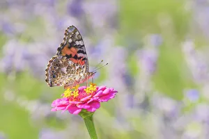 Painted Lady Prints: Painted Lady on zinnia, Marion County, Illinois. (Editorial Use Only)