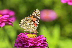 Painted Lady Prints: Painted Lady on zinnia, Marion County, Illinois