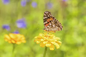 Painted Lady Prints: Painted Lady on zinnia, Marion County, Illinois