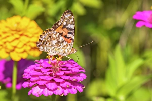 Images Dated 10th June 2024: Painted lady on zinnia, Marion County, Illinois