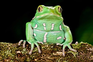 Anuran Prints: Painted Monkey Frog, Phyllomedusa savaugii, Native to Paraguay