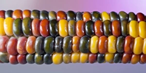 Belgrade Prints: Painted Mountain Corn