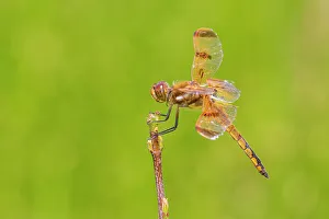 Alighting Prints: Painted Skimmer, Marion County, Illinois
