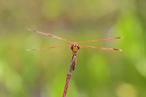 Alighting Prints: Painted Skimmer, Marion County, Illinois