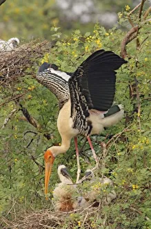 Keoladeo Prints: Painted Stork