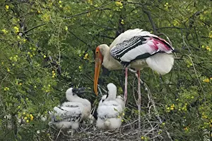 Caring Prints: Painted Stork & young ones, Keoladeo National Park, India