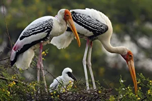Repairing Prints: Painted Storks
