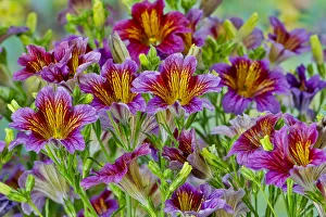 Painted Tongue Prints: Painted tongue flowers in purple and gold