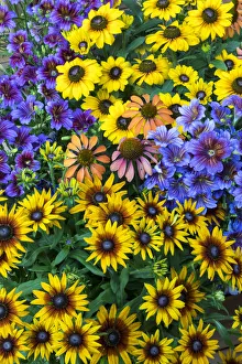Painted tongue and hirta daisies in tight grouping